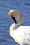 Trumpeter Swan Preening