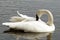 Trumpeter Swan Preening Her Feathers