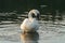 Trumpeter Swan resting at lakeside