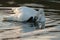 Trumpeter Swan resting at lakeside