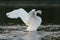 Trumpeter Swan resting at lakeside