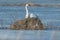 Trumpeter swan sitting on an island on a cold early spring wetland in the Crex Meadows Wildlife Area in Northern Wisconsin - poten