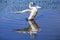 Trumpeter swan spreading wings, Yellowstone National Park, Wyoming