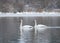 Trumpeter Swan swimming on lake