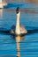 Trumpeter Swan swimming on lake