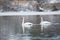 Trumpeter Swan swimming on lake