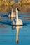 Trumpeter Swan swimming on lake