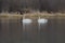 Trumpeter Swan swimming on lake