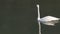 A trumpeter swan swimming on the lamar river in yellowstone national park