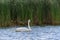 Trumpeter swan swimming in a wetland