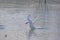 A Trumpeter Swan Taking Flight