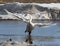 Trumpeter Swan on Thin Ice