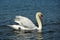 Trumpeter Swan on the water