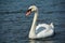 Trumpeter Swan on the water