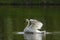 Trumpeter Swan Wing Action