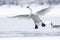 Trumpeter Swan with wings fully extended