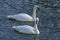 Trumpeter Swans