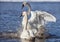 Trumpeter Swans