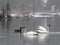 Trumpeter Swans