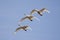 Trumpeter Swans