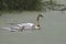 Trumpeter Swans adult and cygnets cygnus buccinator