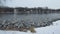 Trumpeter Swans, Canadian Geese, and Mallard Ducks