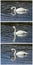 Trumpeter swans collage reflection