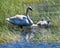 Trumpeter Swans and Cygnets  in a Marsh  1