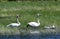 Trumpeter Swans and Cygnets  in a Marsh  2