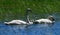 Trumpeter Swans and Cygnets  in a Marsh  3