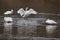 Trumpeter Swans - Cygnus buccinator