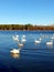 Trumpeter swans enjoying lake