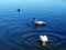 Trumpeter swans enjoying lake