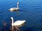 Trumpeter swans enjoying lake