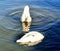 Trumpeter swans enjoying lake