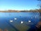 Trumpeter swans enjoying lake