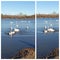 Trumpeter swans enjoying lake. One swan is chasing and poking another one.