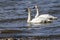 Trumpeter Swans mating pair