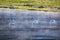 Trumpeter swans swimming in the river on a foggy morning, Yellow