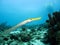 Trumpetfish