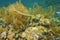 Trumpetfish Aulostomus maculatus underwater