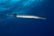 The trumpetfish, Aulostomus maculatusong