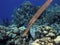 Trumpetfish and corals in the Caribbean sea.