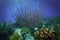 Trumpetfish hiding in coral