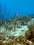 Trumpetfish hiding in rope sponge