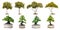 Trumpetflower trees and bonsai trees isolated on white backgroun