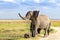 Trumpeting African elephant in Amboseli National Park, Kenya