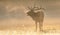 Trumpeting Bull Elk in Fog