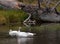 Trumpter Swan Watching Otter