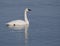 Trumpter swans and blue water